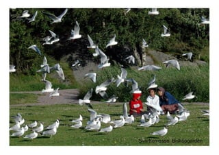 Svarttemosse,  Biskopgarden
 