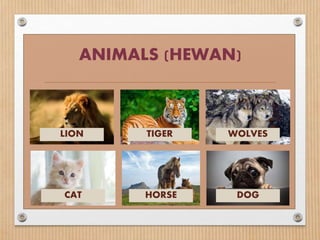 ANIMALS (HEWAN)
LION TIGER WOLVES
CAT HORSE DOG
 