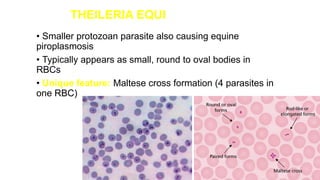 theleria and babesia in equine disease.pptx