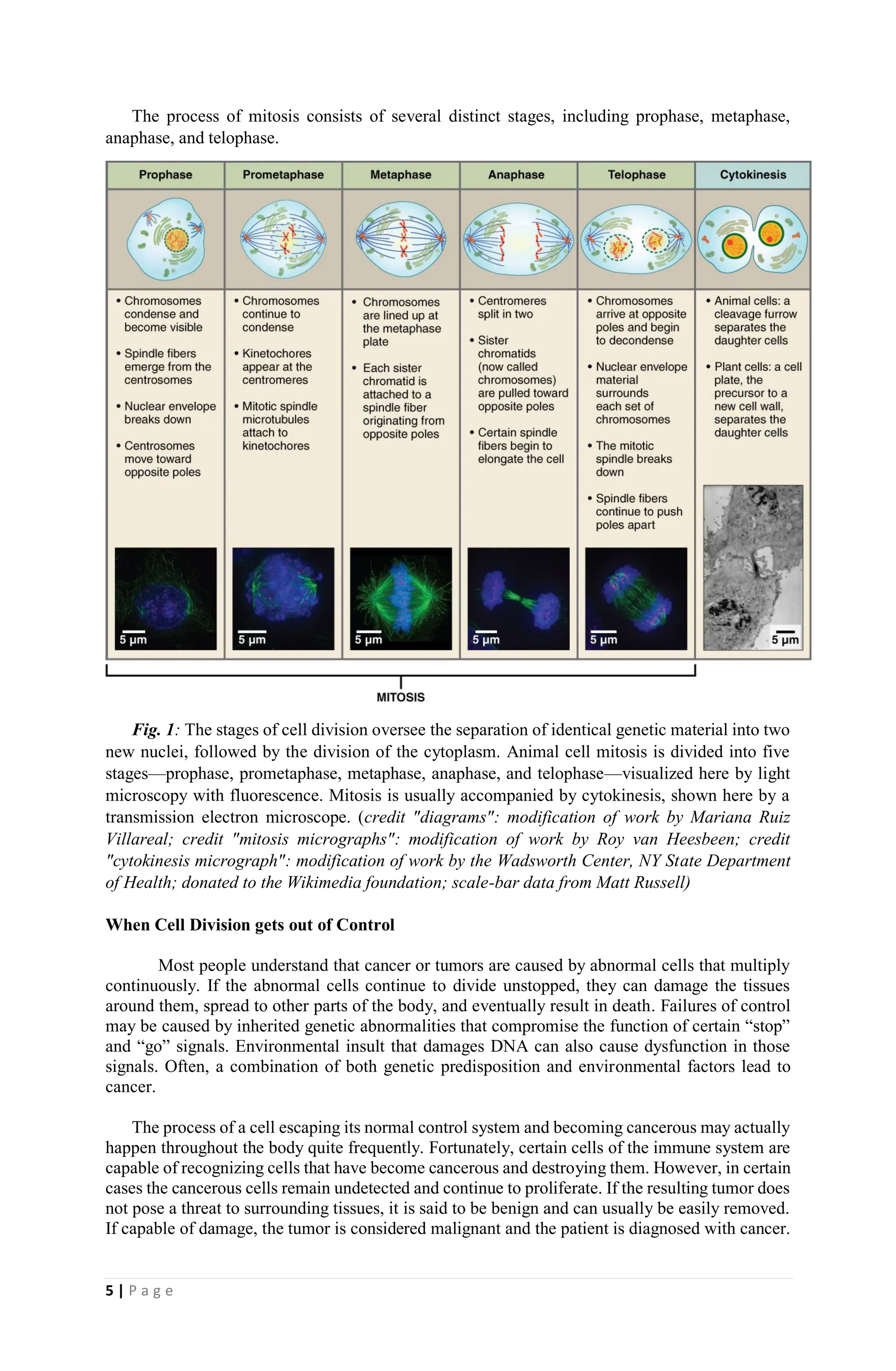 5 | P a g e
The process of mitosis consists of several distinct stages, including prophase, metaphase,
anaphase, and telophase.
Fig. 1: The stages of cell division oversee the separation of identical genetic material into two
new nuclei, followed by the division of the cytoplasm. Animal cell mitosis is divided into five
stages—prophase, prometaphase, metaphase, anaphase, and telophase—visualized here by light
microscopy with fluorescence. Mitosis is usually accompanied by cytokinesis, shown here by a
transmission electron microscope. (credit "diagrams": modification of work by Mariana Ruiz
Villareal; credit "mitosis micrographs": modification of work by Roy van Heesbeen; credit
"cytokinesis micrograph": modification of work by the Wadsworth Center, NY State Department
of Health; donated to the Wikimedia foundation; scale-bar data from Matt Russell)
When Cell Division gets out of Control
Most people understand that cancer or tumors are caused by abnormal cells that multiply
continuously. If the abnormal cells continue to divide unstopped, they can damage the tissues
around them, spread to other parts of the body, and eventually result in death. Failures of control
may be caused by inherited genetic abnormalities that compromise the function of certain “stop”
and “go” signals. Environmental insult that damages DNA can also cause dysfunction in those
signals. Often, a combination of both genetic predisposition and environmental factors lead to
cancer.
The process of a cell escaping its normal control system and becoming cancerous may actually
happen throughout the body quite frequently. Fortunately, certain cells of the immune system are
capable of recognizing cells that have become cancerous and destroying them. However, in certain
cases the cancerous cells remain undetected and continue to proliferate. If the resulting tumor does
not pose a threat to surrounding tissues, it is said to be benign and can usually be easily removed.
If capable of damage, the tumor is considered malignant and the patient is diagnosed with cancer.
 