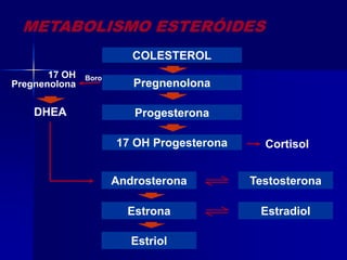 COLESTEROL
METABOLISMO ESTERÓIDES
Progesterona
17 OH Progesterona
Androsterona Testosterona
Estrona Estradiol
Estriol
Pregnenolona
17 OH
Pregnenolona
DHEA
Boro
Cortisol
 