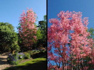 Rambling Roots: Inspiration for Your Garden from Around the World | PDF