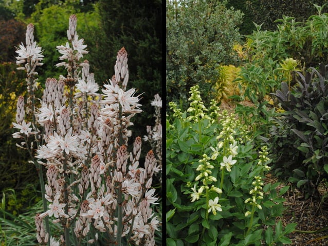 Rambling Roots: Inspiration for Your Garden from Around the World | PDF