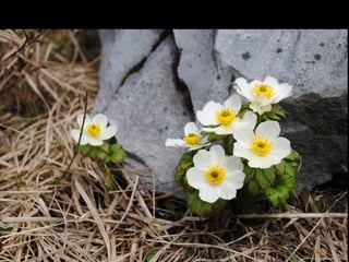 Rambling Roots: Inspiration for Your Garden from Around the World | PPT