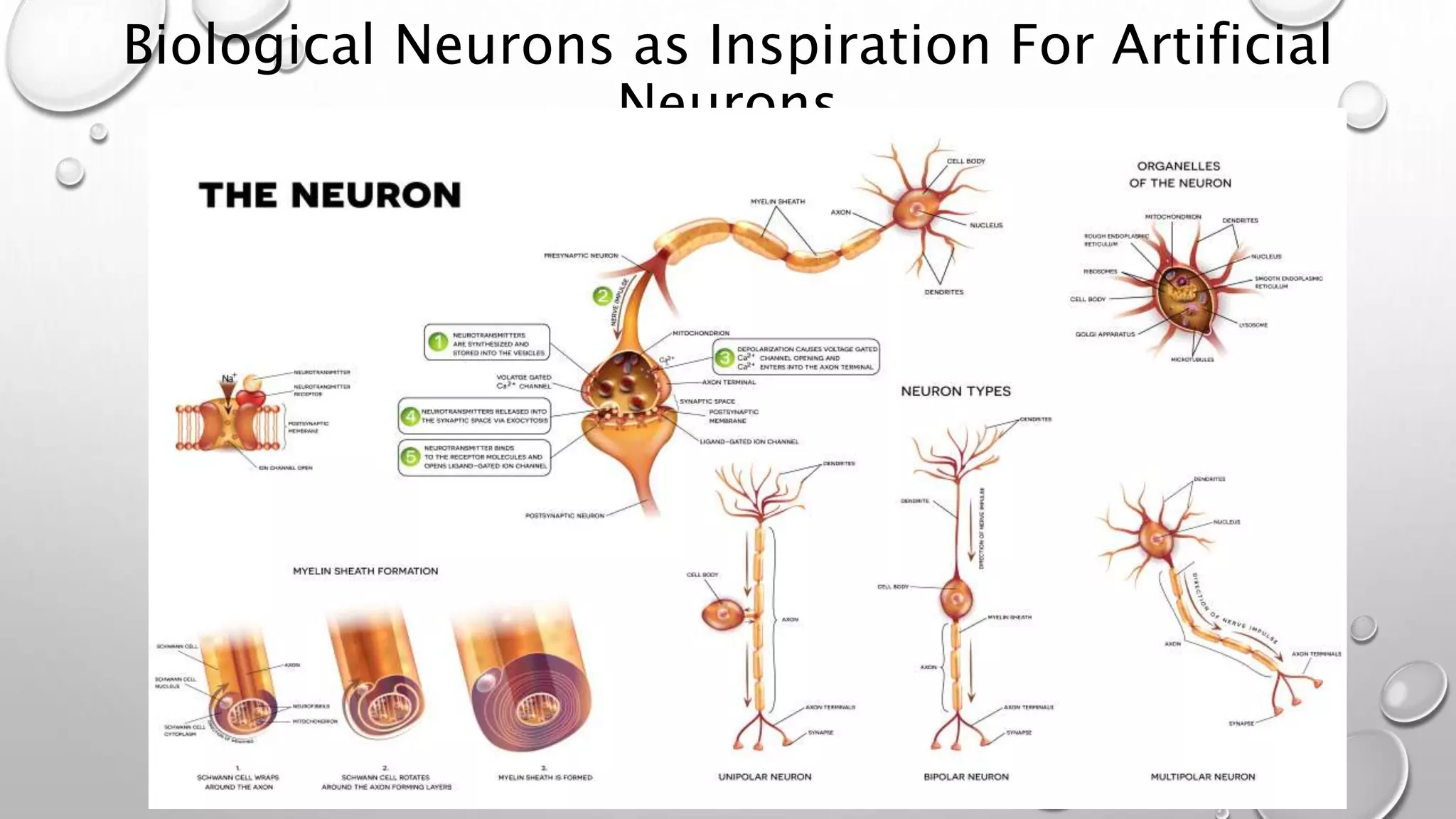 Biological Neurons as Inspiration For Artificial
Neurons
 