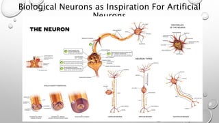 Biological Neurons as Inspiration For Artificial
Neurons
 