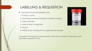 Specimen Initals Urine Sample Collection, Transport & Microbiological Processing: A Step ...