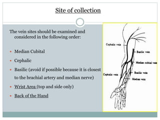 Site of collection
The vein sites should be examined and
considered in the following order:
 Median Cubital
 Cephalic
 Basilic (avoid if possible because it is closest
to the brachial artery and median nerve)
 Wrist Area (top and side only)
 Back of the Hand
 