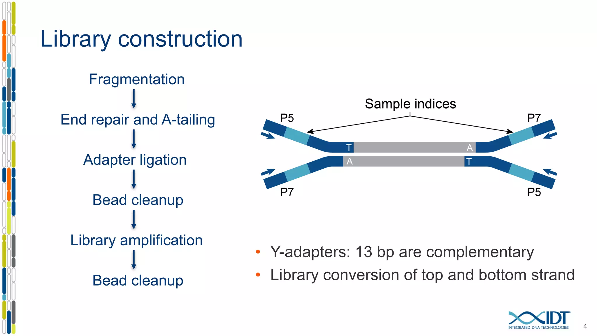 Library construction
4
Fragmentation
End repair and A-tailing
Adapter ligation
Bead cleanup
Library amplification
Bead cleanup
• Y-adapters: 13 bp are complementary
• Library conversion of top and bottom strand
 