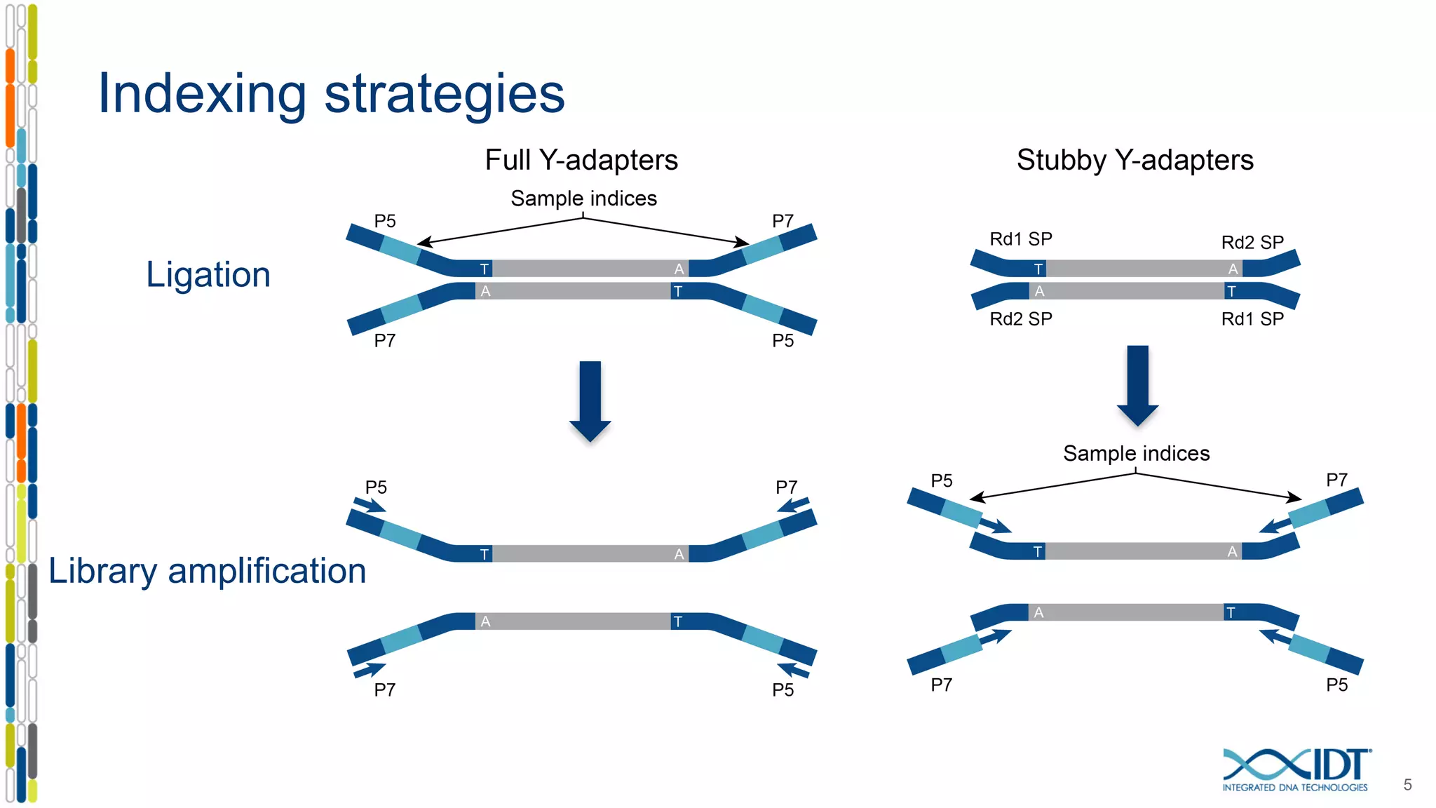 Indexing strategies
5
Ligation
Library amplification
 