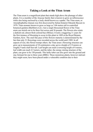Taking a Look at the Titan Arum
The Titan arum is a magnificent plant that stands high above the plumage of other
plants. It is a member of the Araceae family that is known to grow an inflorescence
while also being enclosed by a leafy shield known as a spathe. The Titan arum, or
Amorphophallus titanum was first discovered by Italian botanist Odoardo Beccari in
1878. Titan arumare known to grow as large as 3.06 meters tall in controlled
botanical gardens (Barthlott et al.). Just a single blossomed flower of the Titan
arum can stretch out to be three feet across and 36 pounds. The flowers also retain
a darkish red, almost flesh colored hue (Milius). It took a staggering 11 years for
the first instance of blooming to occur in this plant in 1889 at the Royal Botanic
Gardens, Kew. The snail like pace of this flowers maturity is demonstrated by the
fact that only 21 flowerings were recorded across the world until 1989. In all
aspects of size, this flower trumps others. the Titan arum s flowering structure can
grow up to measurements of 10 centimeters a day up to a height of 2.9 meters or
roughly 9 and a half feet tall. Leaf height can reach a towering height of 6 meters,
leaf width can reach 4.5 meters, and the tuber, the energy storing structure of the
plant, can grow to be 150 pounds. This hefty tuber can also grow into the ground and
stay formant for one to three years (RBG). These monstrous plants, however stalwart
they might seem, have been placed under a vulnerable condition due to their
 