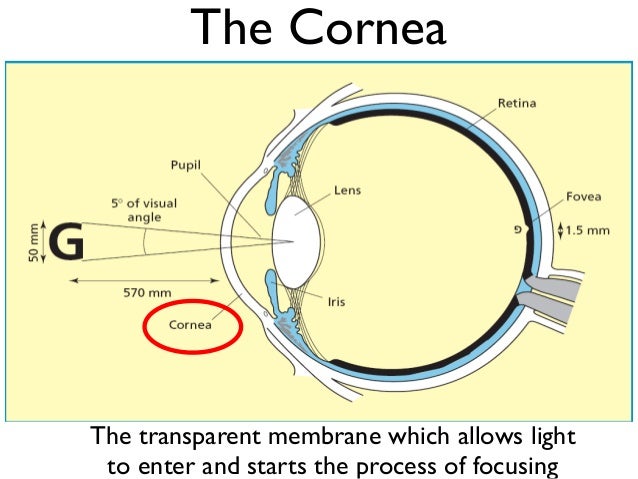 Vision Light The Eye Sample Lecture Slides