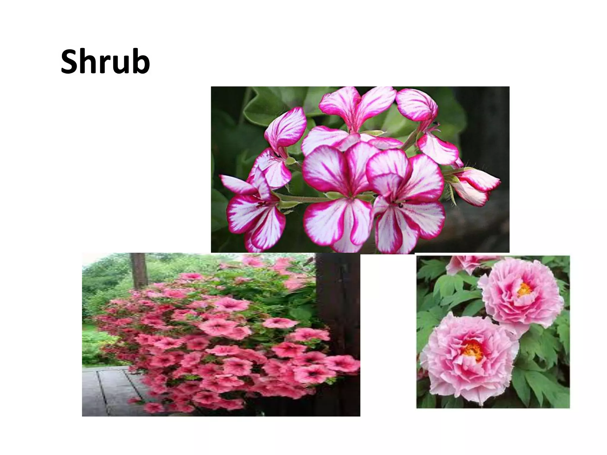 Shrub
 