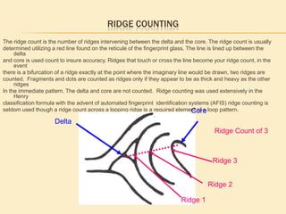 Type lines Bifurcating RidgesBifurcation 1 ridgeinto 2 ridgesIn the example to the right we see B a bifurcationone(1) ridge splitting into two (2) ridges. The bifurcation does not run parallel to the type line A, so it can’t be used as a type line. We move outward to ridge which does run parallel to A, this meets the criteria for a type line and is in fact the Type line in this pattern.  CBAType lines, ridges run Parallel then diverge