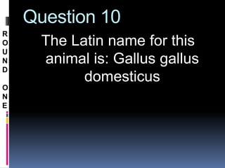 Question 10
R
O     The Latin name for this
U
N     animal is: Gallus gallus
D
            domesticus
O
N
E
 