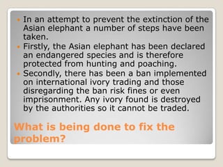    In an attempt to prevent the extinction of the
    Asian elephant a number of steps have been
    taken.
   Firstly, the Asian elephant has been declared
    an endangered species and is therefore
    protected from hunting and poaching.
   Secondly, there has been a ban implemented
    on international ivory trading and those
    disregarding the ban risk fines or even
    imprisonment. Any ivory found is destroyed
    by the authorities so it cannot be traded.

What is being done to fix the
problem?
 