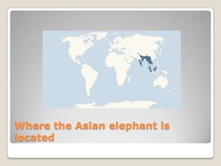 Where the Asian elephant is
located
 
