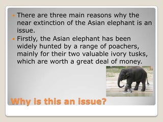  There are three main reasons why the
  near extinction of the Asian elephant is an
  issue.
 Firstly, the Asian elephant has been
  widely hunted by a range of
  poachers, mainly for their two valuable
  ivory tusks, which are worth a great deal
  of money.




Why is this an issue?
 