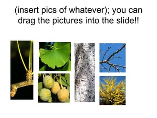 (insert pics of whatever); you can drag the pictures into the slide!!