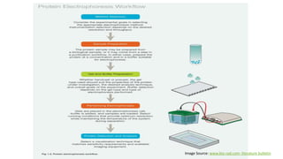 Image Source: www.bio-rad.com- literature bulletin
 