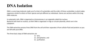 DNA Isolation
DNA is a very long molecule made up of a chain of nucleotides and the order of these nucleotides is what makes
organisms similar to others of their species and yet different as individuals. Genes are sections within this long
DNA molecule.
In eukaryotic cells, DNA is organized as chromosomes in an organelle called the nucleus.
Bacterial cells have no nucleus, so their DNA is organized in rings or circular plasmids, which are in the
cytoplasm.
The DNA extraction process frees DNA from the cell and then separates it from cellular fluid and proteins so you
are left with pure DNA.
The three basic steps of DNA extraction are
1) lysis,
2) precipitation, and
3) purification.
 