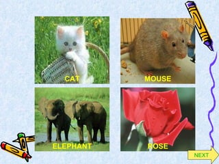 CAT MOUSE ELEPHANT ROSE NEXT 