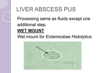 LIVER ABSCESS PUS
Processing same as fluids except one
additional step.
WET MOUNT
Wet mount for Entameobae Histolytica.
 