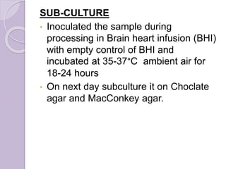 SUB-CULTURE
• Inoculated the sample during
processing in Brain heart infusion (BHI)
with empty control of BHI and
incubated at 35-37°C ambient air for
18-24 hours
• On next day subculture it on Choclate
agar and MacConkey agar.
 