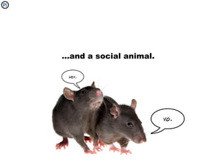 ...and a social animal.

 hey.




                          yo.
 