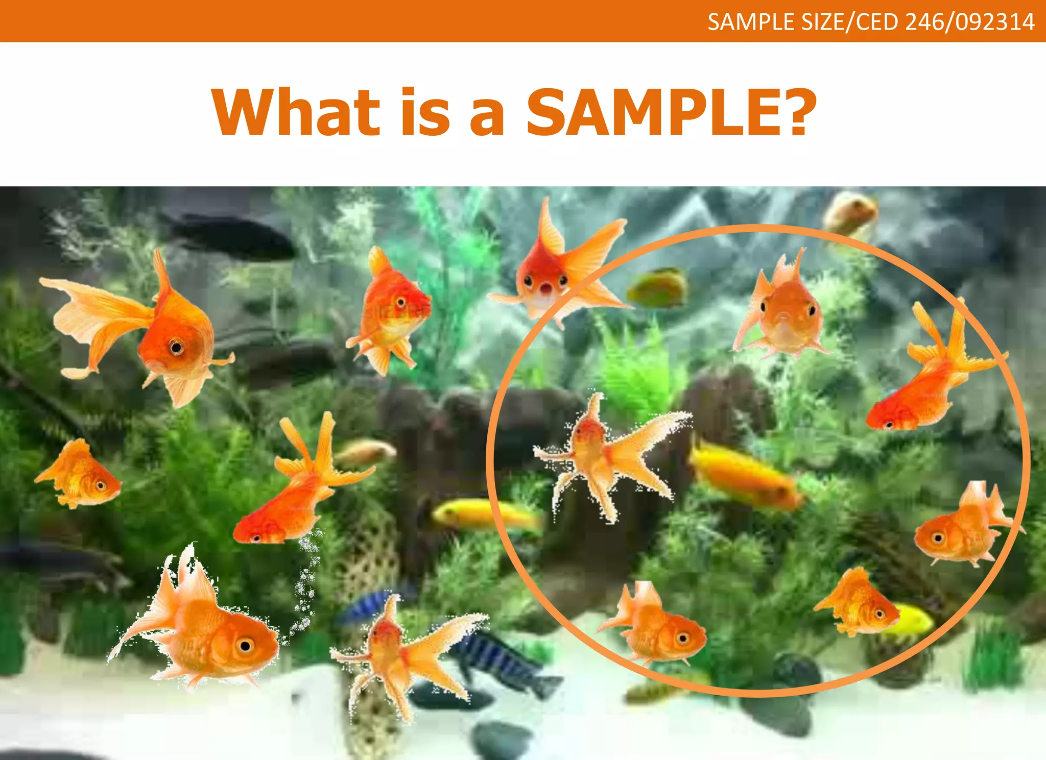 SAMPLE SIZE/CED 246/092314 
What is a SAMPLE? 
 