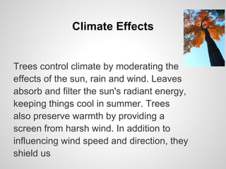 Climate Effects


Trees control climate by moderating the
effects of the sun, rain and wind. Leaves
absorb and filter the sun's radiant energy,
keeping things cool in summer. Trees
also preserve warmth by providing a
screen from harsh wind. In addition to
influencing wind speed and direction, they
shield us
 