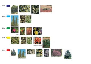 ZONE 1



                             OREGON GRAPE                               JUNIPER
         CAMPHOR TREE                                 MYRTLE

ZONE 2



                                     SWEET BAY


         ITALIAN CYPRESS

ZONE 3



                   ROSES

ZONE 4



         STAR JASMINE                  SWEET BAY
                                                           CAPE HONEYSUCKLE




ZONE 5

                                              FLOWERING
                                              MAPLE TREE
         SPANISH FIR                                            CHINESE
                                                                BELLFLOWER        WILD LILAC   JAPANESE MAPLE
                           ITALIAN CYPRESS
                                                                                                                LEBANON CEDAR
 