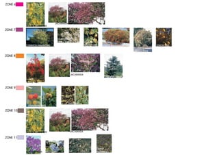ZONE 6




                                  JACARANDA
          GOLDENCHAIN TREE
ZONE 7

                                       FLOWERING
                                       MAPLE TREE               CHINESE
          COMMON HAWTHORN                                       BELLFLOWER   LEMON BOTTLEBRUSH                 LEMON TREE

                                                                                                 ORANGE TREE

ZONE 8




                                                    JACARANDA
                                                                              LEBANON CEDAR

          FLAME TREE

ZONE 9



                                               SWEET BAY
           STRAWBERRY TREE

ZONE 10




          GOLDENCHAIN TREE                          JACARANDA

ZONE 11


                                                                         DWARF
          BOUGAINVILLEA   WILD LILAC            IVY                      PLUMBAGO
 