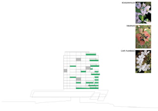 BOUGAINVILLEA




     VIBURNUM




CAPE PLUMBAGO
 
