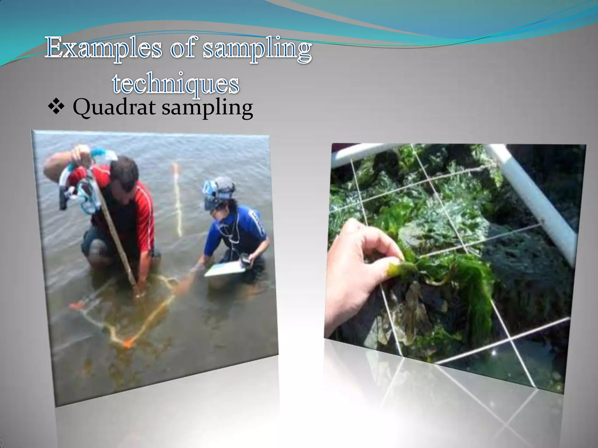  Quadrat sampling
 