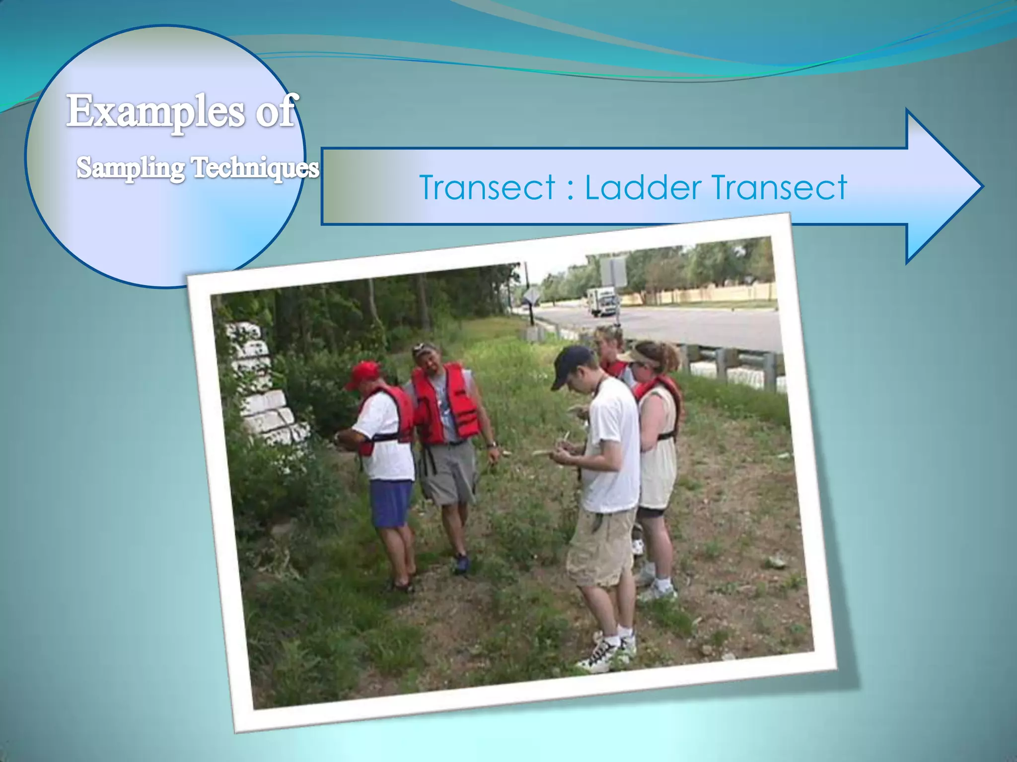 Transect : Ladder Transect
 