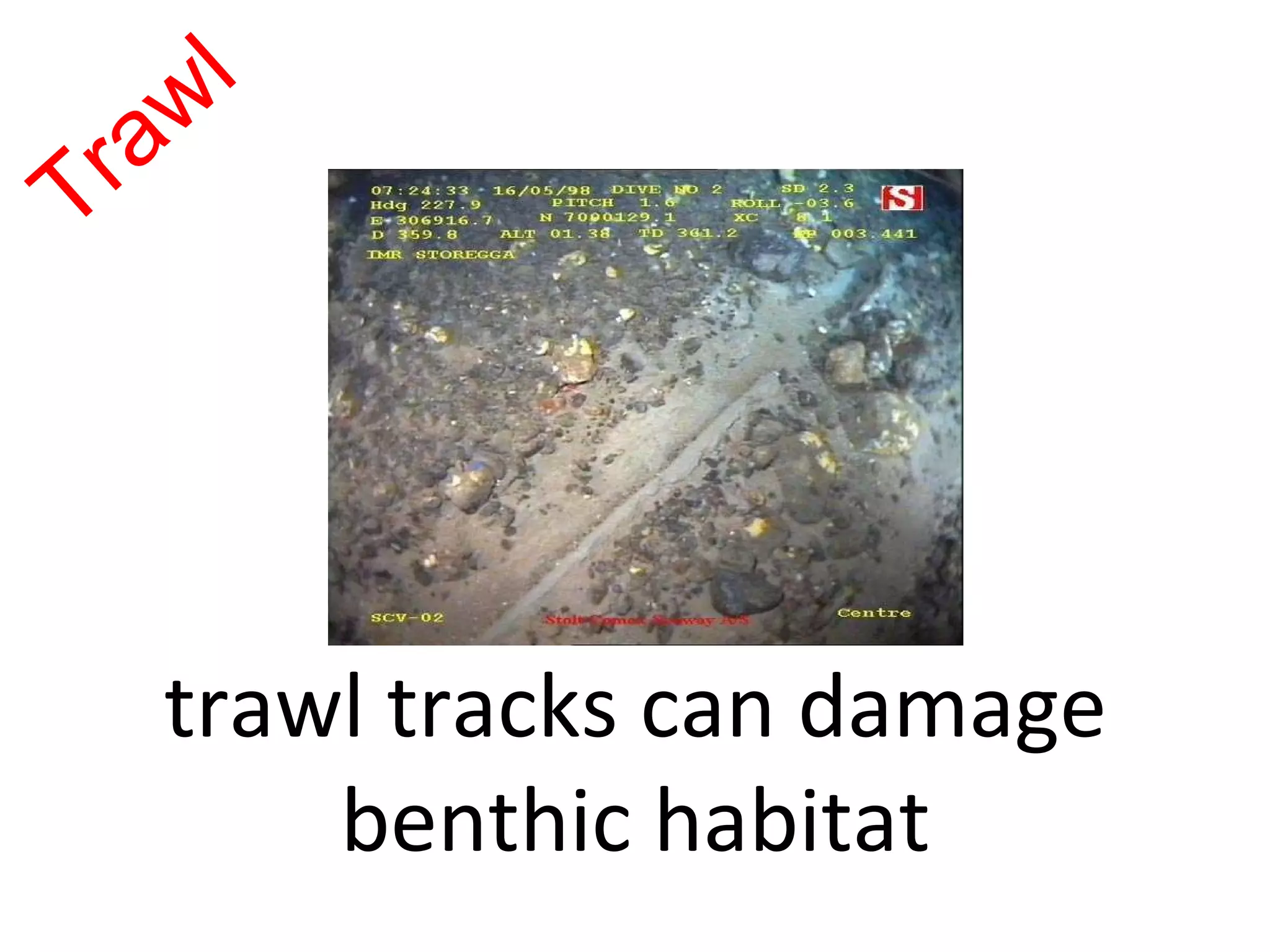 trawl tracks can damage benthic habitat Trawl 