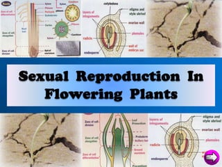 Sexual Reproduction
 in Flowering Plants
 