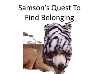 Samson’s Quest To
Find Belonging
 