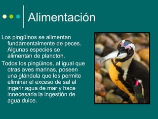 Alimentación
Los pingüinos se alimentan 
  fundamentalmente de peces. 
  Algunas especies se 
  alimentan de plancton.
Todos los pingüinos, al igual que 
  otras aves marinas, poseen 
  una glándula que les permite 
  eliminar el exceso de sal al 
  ingerir agua de mar y hace 
  innecesaria la ingestión de 
  agua dulce. 
 