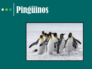 Pingüinos
 