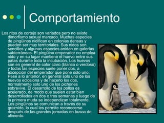 Comportamiento
Los ritos de cortejo son variados pero no existe 
   dimorfismo sexual marcado. Muchas especies 
   de pingüinos nidifican en colonias densas y 
   pueden ser muy territoriales. Sus nidos son 
   sencillos y algunas especies anidan en galerías 
   subterráneas. El pingüino emperador no emplea 
   nido y en su lugar mantiene el huevo entre sus 
   patas durante toda la incubación. Los huevos 
   son en general de color claro (blanco o verdoso) 
   y todas las especies suele poner dos, a 
   excepción del emperador que pone solo uno. 
   Pese a lo anterior, en general solo uno de los 
   huevos eclosiona y de hacerlo los dos, 
   normalmente solo uno de los pichones 
   sobrevive. El desarrollo de los pollos es 
   acelerado, de modo que suelen estar bien 
   desarrollados en dos o tres semanas y luego de 
   la primera muda se independizan totalmente. 
   Los pingüinos se comunican a través de su 
   graznido, lo cual les permite reconocerse 
   después de las grandes jornadas en busca de 
   alimento.
 