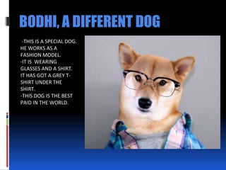 -THIS IS A SPECIAL DOG.
HE WORKS AS A
FASHION MODEL.
-IT IS WEARING
GLASSES AND A SHIRT.
IT HAS GOT A GREY T-
SHIRT UNDER THE
SHIRT.
-THIS DOG IS THE BEST
PAID IN THE WORLD.
BODHI, A DIFFERENT DOG
 