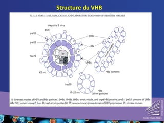 Structure du VHB 
 
