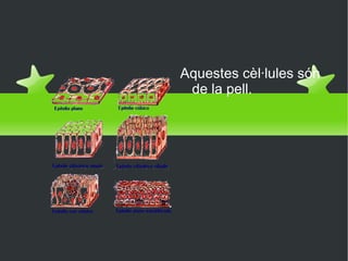 Epitelials Aquestes cèl·lules són de la pell. 