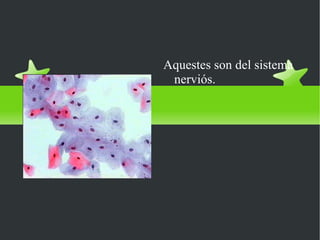 Neurones Aquestes son del sistema nerviós. 
