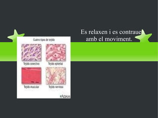 Musculars Es relaxen i es contrauen amb el moviment. 