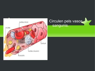 Sanguínies Circulen pels vasos sangunis. 