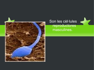 Espermatozoides Son les cèl·lules reproductores masculines. 