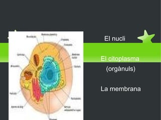 L'estructura  El nucli El citoplasma (orgànuls) La membrana 